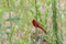 Northern Cardinal cliniging sideways on small stick