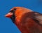 Northern cardinal closeup of head