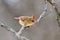 Northern Cardinal - Colorful Bird Background - Surviving America