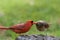 Northern Cardinal couple perched on tree stump in late afternoon