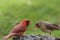 Northern Cardinal couple perched on tree stump in late afternoon