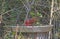 Northern Cardinal Drinking at a Bird Bath