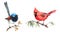 Northern Cardinal and Fairy Wren Birds Watercolor Illustration Set Hand Drawn