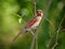 Northern Cardinal, Female