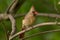 Northern Cardinal - Female