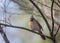 Northern Cardinal female perched on plum tree in spring