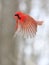 Northern Cardinal flying, Quebec