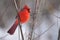 Northern cardinal with gray background Cardinalis cardinalis