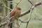 A Northern Cardinal in an ice storm.