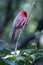 Northern Cardinal - Male