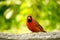 Northern Cardinal male