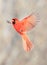 Northern Cardinal male flying on grey background