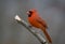 Northern Cardinal male perched on branch gray background