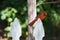 Northern Cardinal moulting sitting on white fence