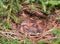 Northern Cardinal nest in a Cedar tree