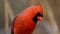 Northern cardinal, one of the most iconic bird od north of america