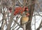 Northern Cardinal Pair