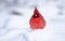 Northern Cardinal Perched on a Branch