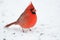 Northern cardinal perched on branch