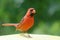 Northern Cardinal perched ontop of a tent in front of some green leaves