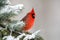 Northern cardinal perched in a tree