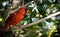 Northern Cardinal Perching