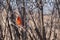 Northern Cardinal perching on a barren winter branch in a bush