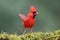 Northern Cardinal Perching on Moss
