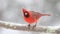 Northern Cardinal Perching on a Snowy Day in Winter