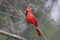 Northern Cardinal Perching on Winter Branches