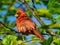 Northern Cardinal Red Bird Facing Sideways with Head Feather Crest Up