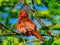 Northern Cardinal Red Bird Facing Sideways with Head Feather Crest Up and Showing Red Feathers in Summer Sun While Perched on Tree