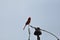 Northern cardinal or redbird or common cardinal in ohio