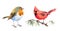 Northern Cardinal and Robin Birds Watercolor Illustration Set Hand Drawn