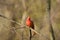 Northern Cardinal Singing