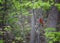 Northern Cardinal sits on a tree branch in a wooden area