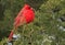 Northern Cardinal sitting on a fir branch in winter