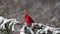 A Northern Cardinal in Snow