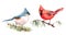 Northern Cardinal and Titmouse Birds Watercolor Illustration Set Hand Drawn