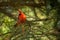 Northern cardinal in tree