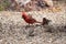 Northern cardinal walking on the garden floor with house finches