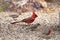 Northern cardinal walking on the garden floor with house finches
