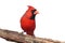 Northern Cardinal On White