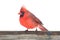 Northern Cardinal On White