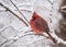 Northern Cardinal in Winter