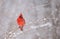 Northern Cardinal in Winter
