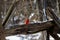 Northern Cardinals Cardinalis cardinalis Male and Female