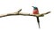 Northern Carmine Bee-Eater