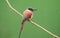 Northern carmine bee-eater