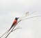 Northern Carmine Bee-eater, Kenya